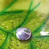Green leaf-shaped vessel bathroom sink by MC THE BLACK DIAMOND, featuring a stylish and eco-inspired design for modern bathrooms.